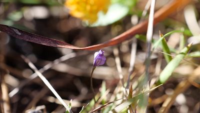 Burmannia biflora, photographed by Valerie Anderson