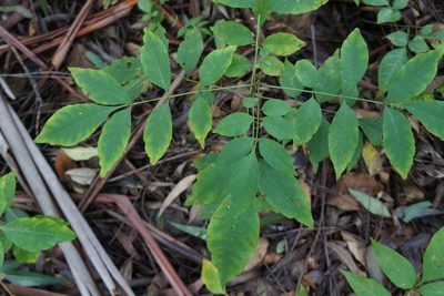 Fraxinus uhdei, photographed by Henggang Cui