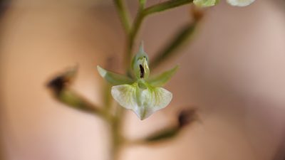 Ponthieva racemosa, photographed by Valerie Anderson