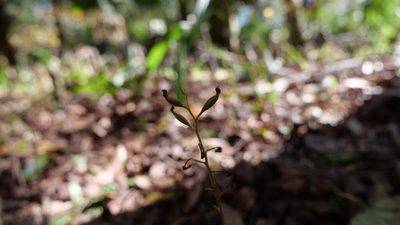Ponthieva racemosa, photographed by Valerie Anderson