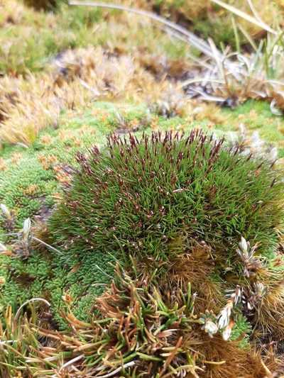 Gaimardia setacea, photographed by Colin Meurk