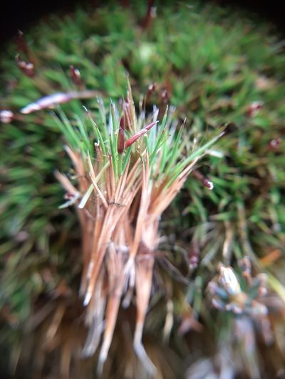 Gaimardia setacea, photographed by Colin Meurk