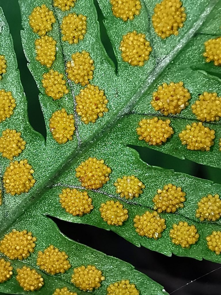 Polypodium plesiosorum, photographed by Adriana Nelly Correa Sandoval