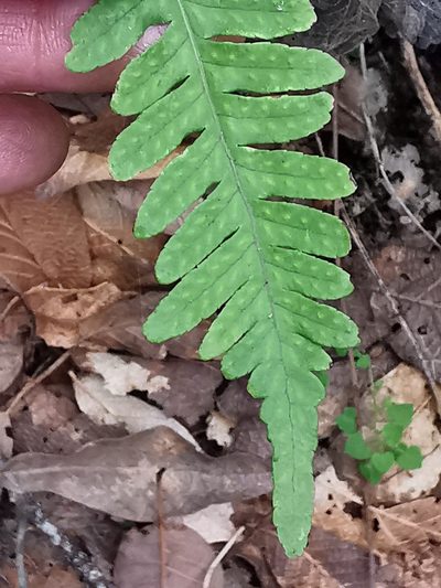 Polypodium plesiosorum, photographed by Adriana Nelly Correa Sandoval