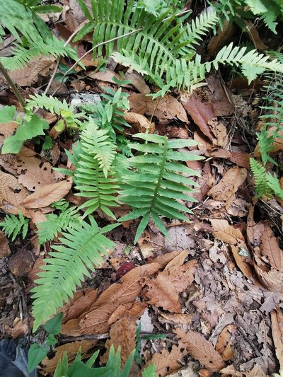 Polypodium plesiosorum, photographed by Adriana Nelly Correa Sandoval
