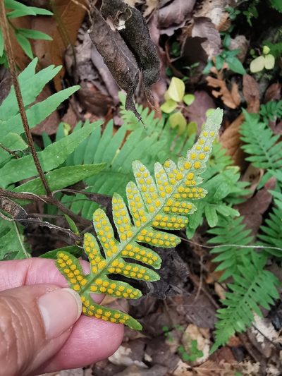 Polypodium plesiosorum, photographed by Adriana Nelly Correa Sandoval