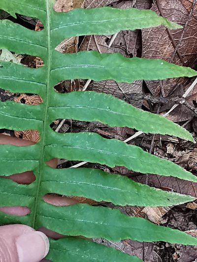Polypodium plesiosorum, photographed by Adriana Nelly Correa Sandoval