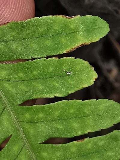 Polypodium plesiosorum, photographed by Adriana Nelly Correa Sandoval