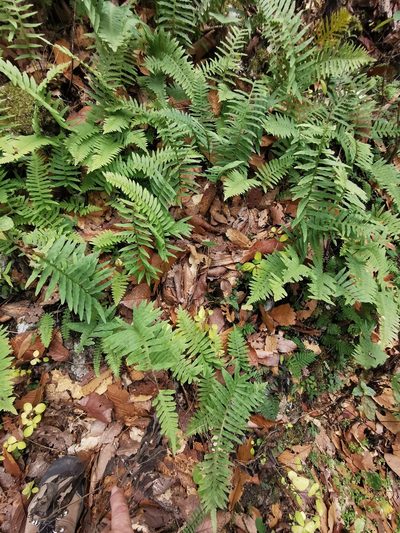 Polypodium plesiosorum, photographed by Adriana Nelly Correa Sandoval