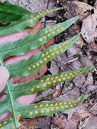 Polypodium plesiosorum, photographed by Adriana Nelly Correa Sandoval