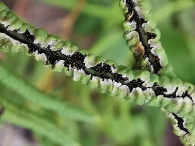 Llavea cordifolia, photographed by Adriana Nelly Correa Sandoval