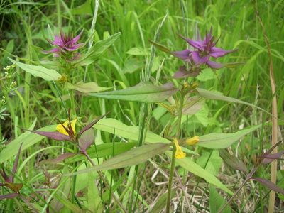 Melampyrum vaudense, photographed by purperlibel