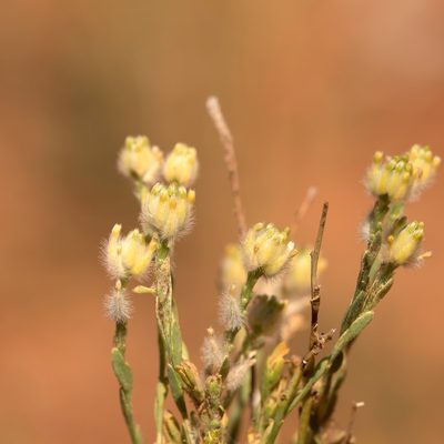 Pimelea trichostachya, photographed by Kym Nicolson