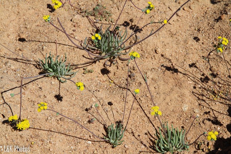 Gymnodiscus linearifolius, photographed by lallen
