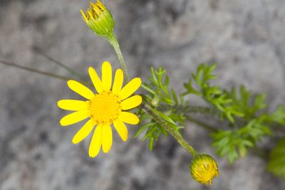 Jacobaea delphiniifolia, photographed by Drepanostoma
