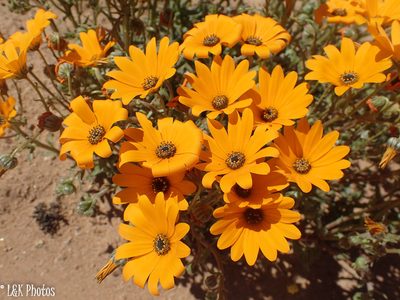 Monoculus hyoseroides, photographed by lallen