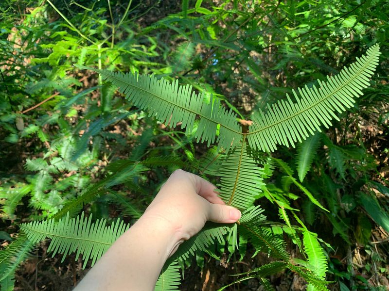 Sticheroides truncata, photographed by Carrie Seltzer