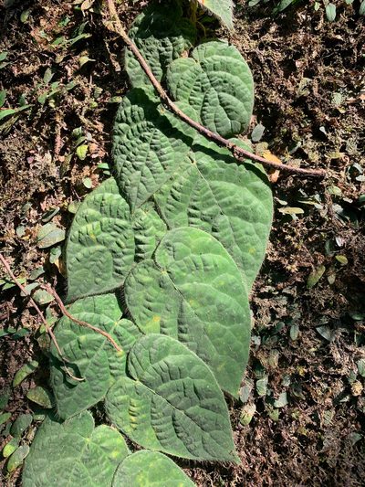 Ficus villosa, photographed by Carrie Seltzer
