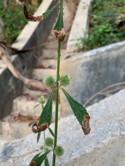 Hyptis brevipes, photographed by Carrie Seltzer