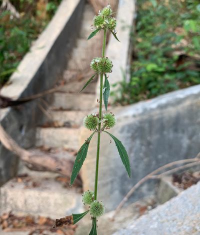 Hyptis brevipes, photographed by Carrie Seltzer