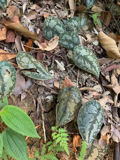 Scindapsus pictus, photographed by Carrie Seltzer