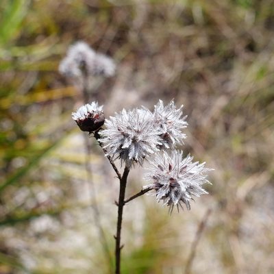 Dalea pinnata, photographed by Valerie Anderson