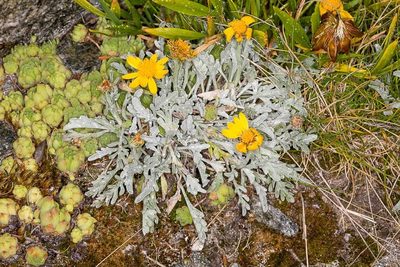 Jacobaea uniflora, photographed by Drepanostoma