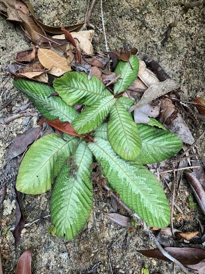 Acrotrema costatum, photographed by Carrie Seltzer