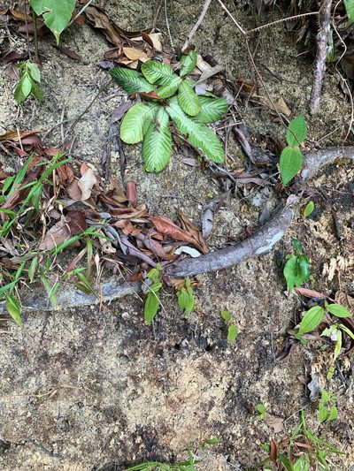 Acrotrema costatum, photographed by Carrie Seltzer