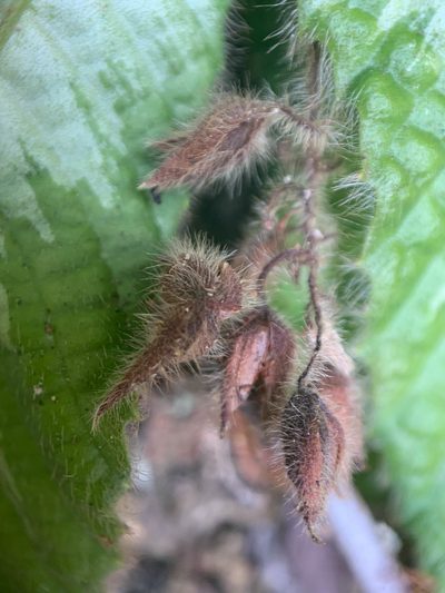 Acrotrema costatum, photographed by Carrie Seltzer
