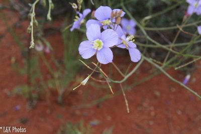 Heliophila arenaria, photographed by lallen