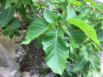 Pisonia grandis