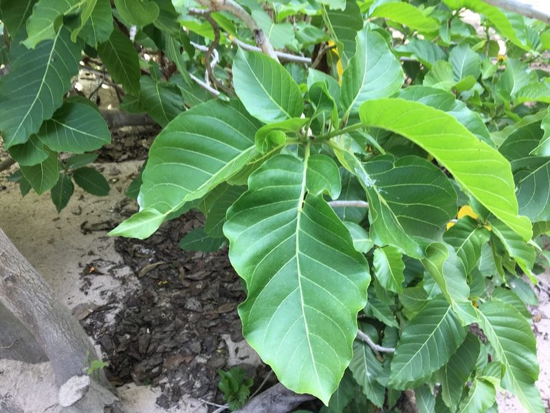 Pisonia grandis, photographed by Thomas Mesaglio