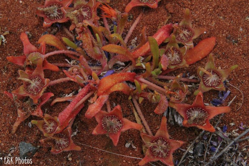 Cleretum rourkei, photographed by lallen