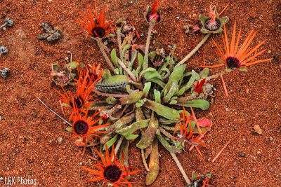 Cleretum rourkei, photographed by lallen