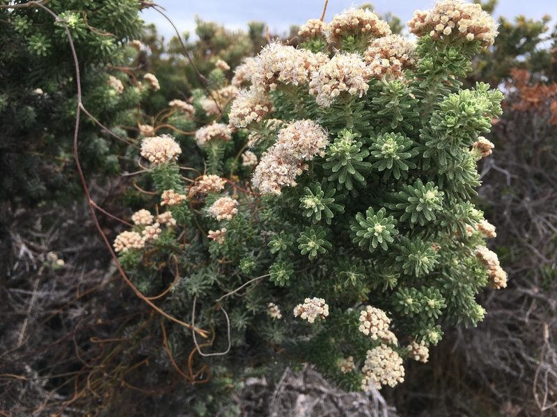 Ozothamnus reflexus, photographed by Miguel de Salas