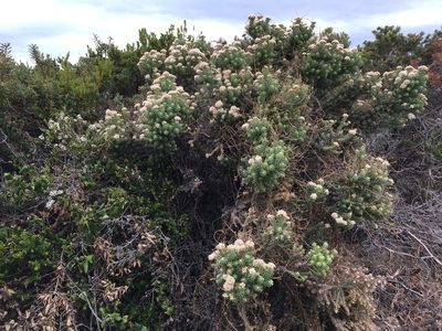 Ozothamnus reflexus, photographed by Miguel de Salas
