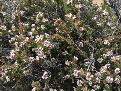 Leucopogon collinus, photographed by Miguel de Salas