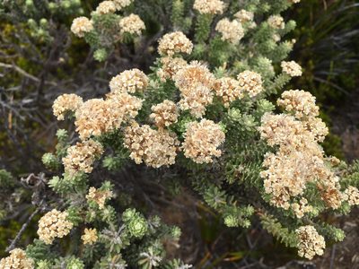 Ozothamnus reflexus, photographed by Miguel de Salas