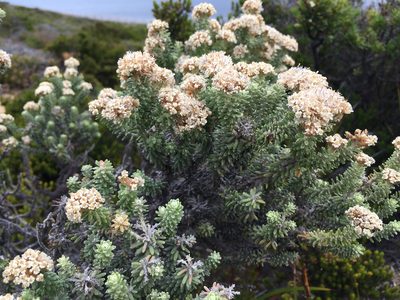 Ozothamnus reflexus, photographed by Miguel de Salas