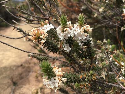Epacris marginata, photographed by Miguel de Salas