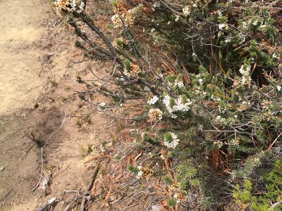 Epacris marginata, photographed by Miguel de Salas