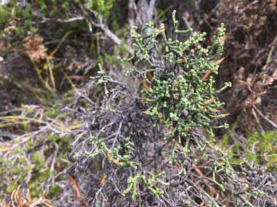 Ozothamnus scutellifolius, photographed by Miguel de Salas