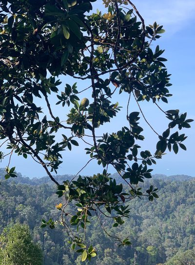 Agathis borneensis, photographed by Carrie Seltzer