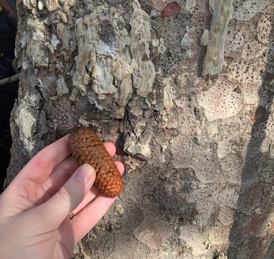 Agathis borneensis, photographed by Carrie Seltzer