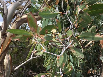 Eucalyptus tenuiramis, photographed by Miguel de Salas