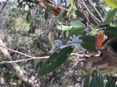 Eucalyptus tenuiramis, photographed by Miguel de Salas