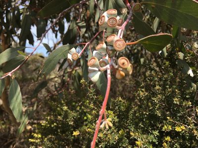 Eucalyptus tenuiramis, photographed by Miguel de Salas