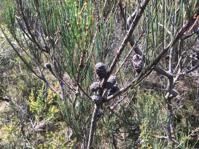 Allocasuarina monilifera, photographed by Miguel de Salas
