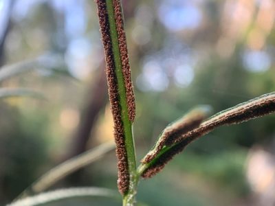 Pteris ensiformis, photographed by Carrie Seltzer